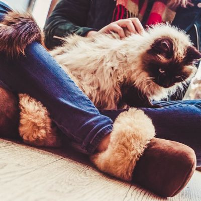 Femme assise porte pantoufles chaussons cosy Flemar aux pieds chauds chat